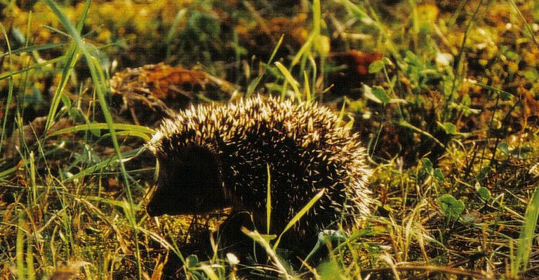 Ein Igel