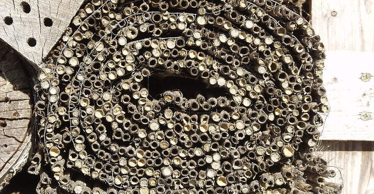 Pflanzenstängel als Insektenhotel Füllung