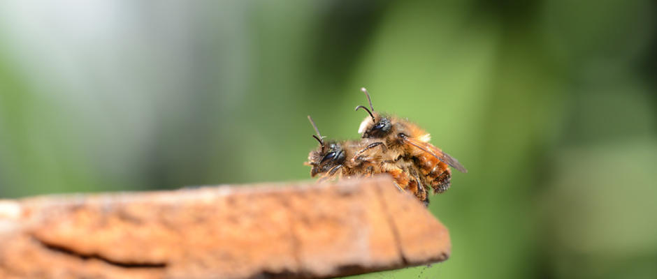 Headerbild Wildbienen