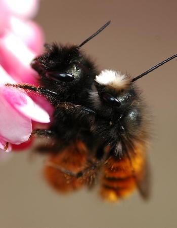 Paarung der Wildbienen
