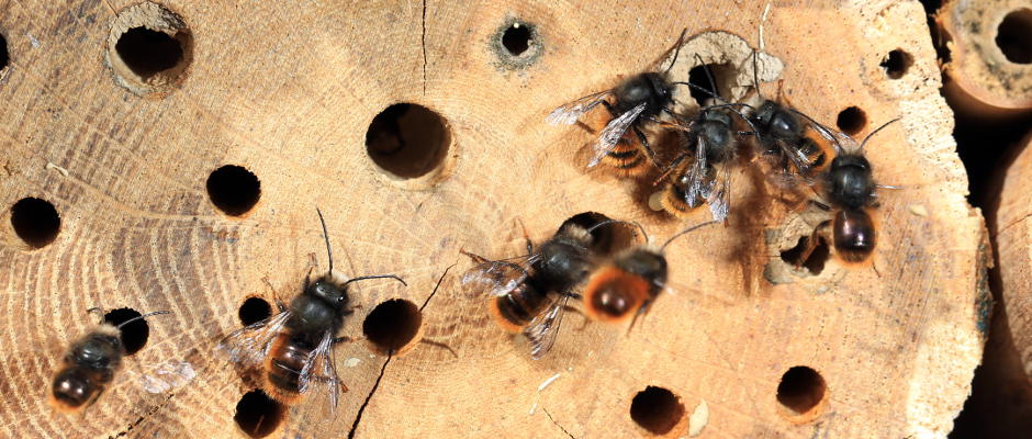 Headerbild Wildbienenarten